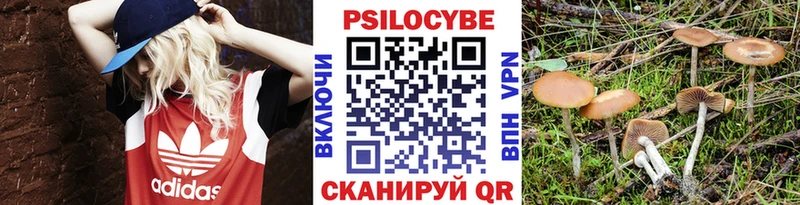 ссылка на мегу вход цена наркотик Злынка Псилоцибиновые грибы прущие грибы